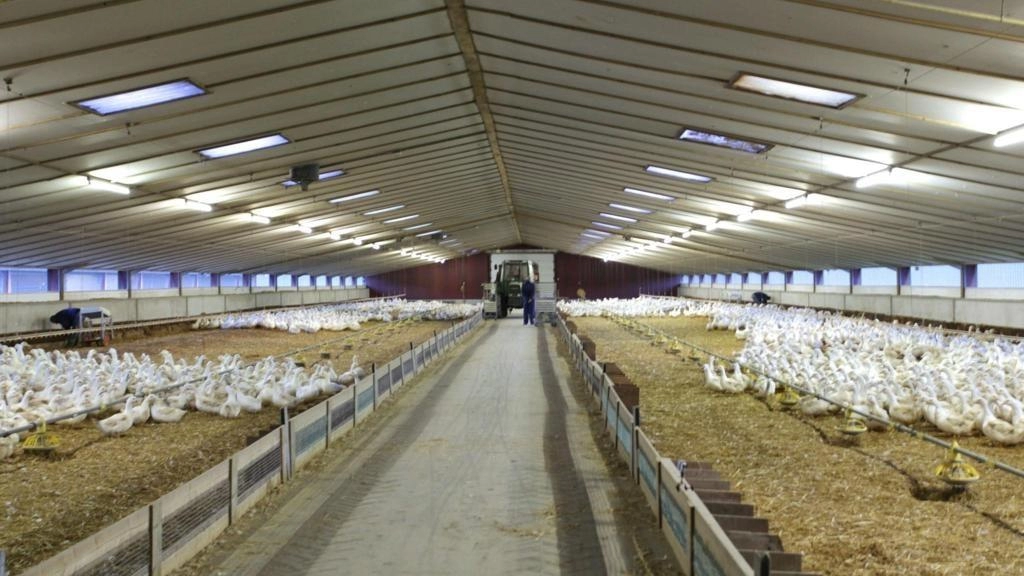 L’industrie de l’élevage fait confiance aux puissants générateurs d’EMSA en Russie