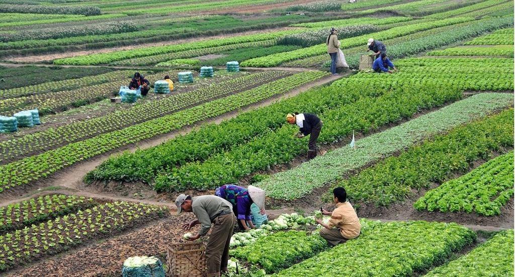 Vietnam’da çiftçilik faaliyetleri için EMSA Jeneratör