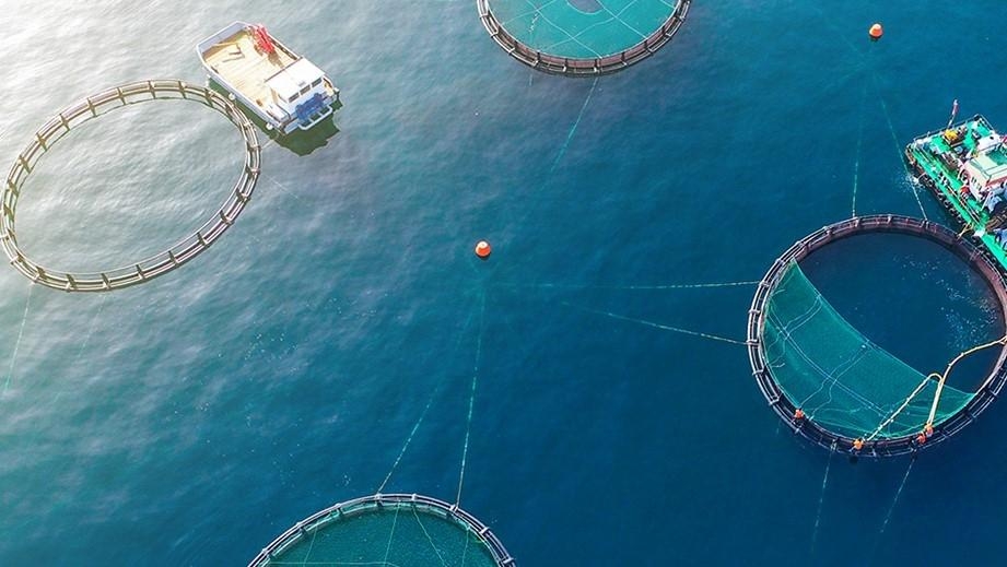 EMSA Umm Al Quwain Şehrindeki Balıkçılara ve Çiftliklere Güç Vererek Gıda Tedarik Zincirini Destekliyor